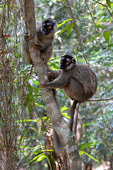 Image showing Common brown lemur, Eulemur fulvus, Madagascar wildlife