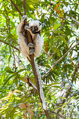 Image showing Coquerel's sifaka lemur, Propithecus coquereli, Madagascar wildlife