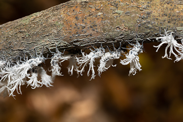 Image showing Flatida rosea, the flower-spike bug, Madagascar wildlife