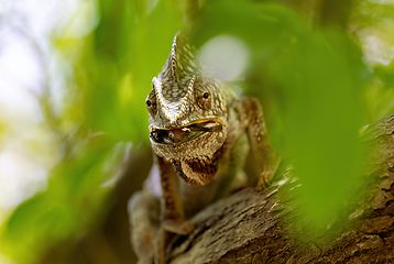 Image showing Oustalet's chameleon, Furcifer oustaleti, Anja Community Reserve, Madagascar wildlife