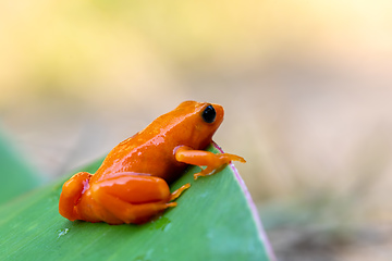 Image showing Golden Mantella, Mantella Aurantiaca, Madagascar wildlife