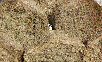 Image showing hay cat