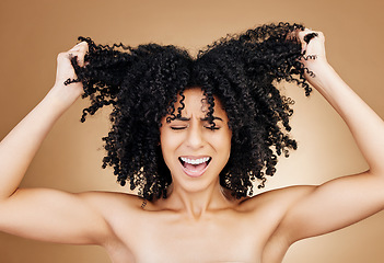 Image showing Woman screaming, hair crisis and beauty fail, salon treatment regret and frustrated isolated on studio background. Haircare disaster, damage with pain, afro growth or texture mistake with stress