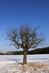 Image showing snow field