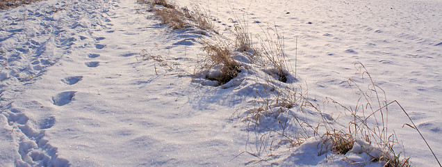 Image showing snow field