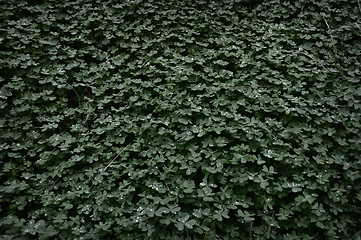 Image showing clover background