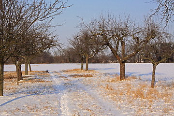 Image showing snow field