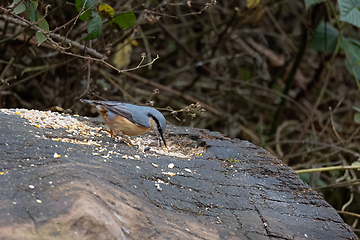 Image showing Eurasian Nuthatch Eating Seed