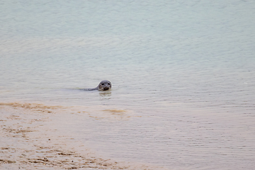 Image showing Harbour Seal By Beach