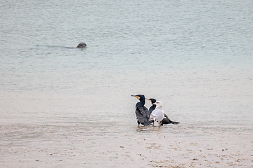 Image showing Harbour Seal Watching Seabirds