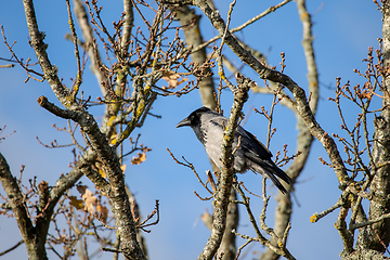 Image showing Hooded Crow x Carrion Crow Hybrid