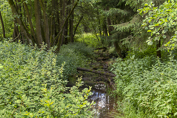 Image showing nature reserve in the Bavarian Forest