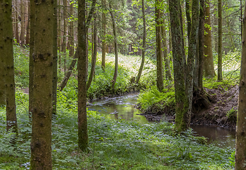 Image showing nature reserve in the Bavarian Forest