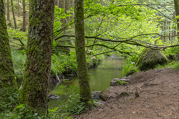 Image showing nature reserve in the Bavarian Forest