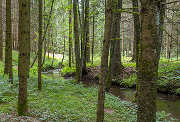 Image showing nature reserve in the Bavarian Forest