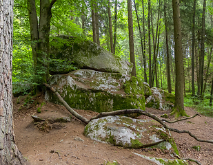 Image showing nature reserve in the Bavarian Forest