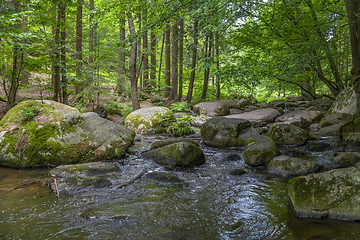 Image showing nature reserve in the Bavarian Forest