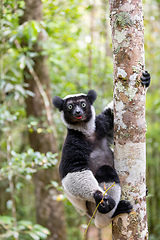 Image showing Lemur Indri, Madagascar wildlife