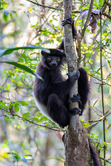 Image showing Black lemur Milne-Edwards's sifaka, Propithecus edwardsi, Madagascar wildlife