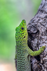 Image showing Standing's day gecko, Phelsuma standingi, Zombitse-Vohibasia, Madagascar wildlife