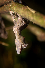 Image showing Satanic leaf-tailed gecko, Uroplatus phantasticus, Ranomafana National Park, Madagascar wildlife