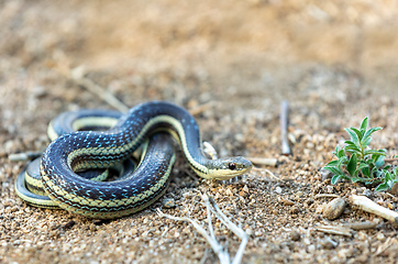 Image showing Lateral Water Snake, Thamnosophis Lateralis, Anja Comunity reserve, Madagascar wildlife