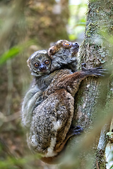 Image showing Avahi, Peyrieras' Woolly Lemur, Avahi peyrierasi, Madagascar wildlife