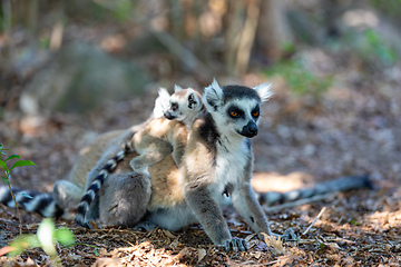 Image showing Ring-tailed lemur with baby, Lemur catta, Madagascar wildlife