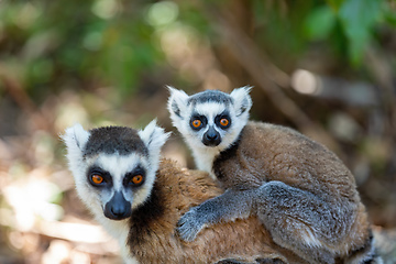 Image showing Ring-tailed lemur with baby, Lemur catta, Madagascar wildlife