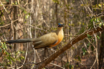 Image showing Bird Giant Coua, Coua gigas, Kirindy Forest, Madagascar