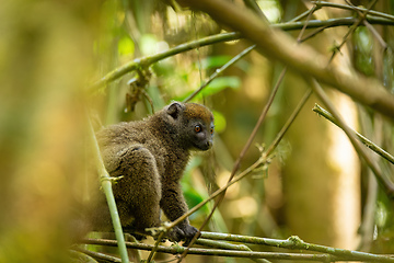 Image showing Eastern lesser bamboo lemur, Hapalemur griseus, Madagascar wildlife animal.