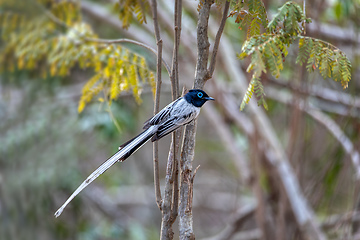 Image showing Malagasy paradise flycatcher, Terpsiphone mutata, Kirindy forest Madagascar