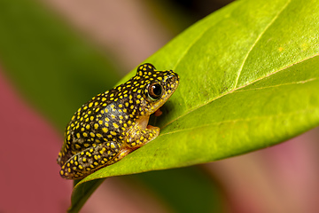 Image showing Starry Night Reed Frog, Heterixalus alboguttatus, Ranomafana Madagascar