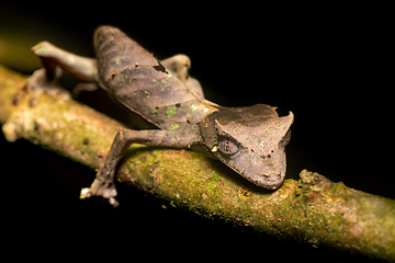 Image showing Satanic leaf-tailed gecko, Uroplatus phantasticus, Ranomafana National Park, Madagascar