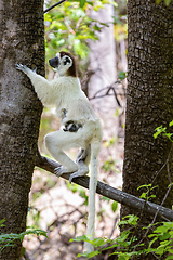 Image showing Verreauxs Sifaka, Propithecus verreauxi, Kirindy Forest, Madagascar wildlife animal.