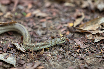 Image showing Blonde hognose snake (Leioheterodon modestus), Tsingy de Bemaraha, Madagascar