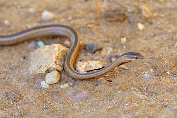 Image showing Gold-collared Snake (Liophidium rhodogaster), Isalo National Park, Madagascar