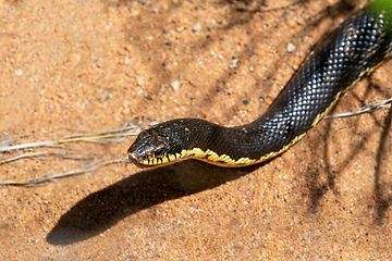 Image showing Malagasy Giant Hognose (Leioheterodon madagascariensis), Zombitse-Vohibasia National Park, Madagascar