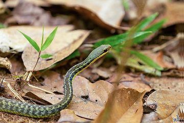 Image showing Thamnosophis epistibes, Analamazaotra National Park, Madagascar