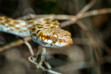 Image showing Cat-eyed Snake, Madagascarophis colubrinus, Kirindy Forest, Madagascar