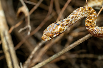 Image showing Cat-eyed Snake, Madagascarophis colubrinus, Kirindy Forest, Madagascar