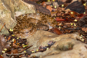 Image showing Cat-eyed Snake, Madagascarophis colubrinus, Kirindy Forest, Madagascar