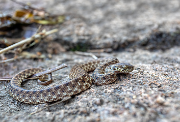 Image showing Cat-eyed Snake, Madagascarophis colubrinus, Andringitra National Park, Madagascar