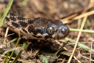 Image showing Cat-eyed Snake, Madagascarophis colubrinus, Andringitra National Park, Madagascar