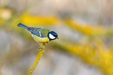 Image showing beautiful small bird great tit in winter