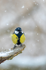 Image showing beautiful small bird great tit in winter