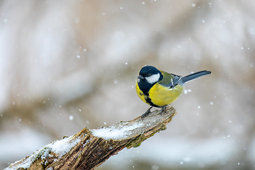 Image showing beautiful small bird great tit in winter