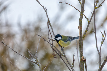 Image showing beautiful small bird great tit in winter