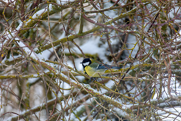 Image showing beautiful small bird great tit in winter