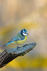 Image showing Eurasian blue tit in the nature, Czech Republic